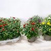 Chrysanthemum indicum - P11