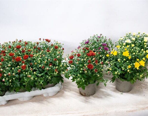 Chrysanthemum indicum