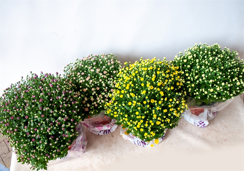 Chrysanthemum indicum C3L, pr. 30-35 - 5eb90a9e 35ea 409e a624 3e2df08fd90f