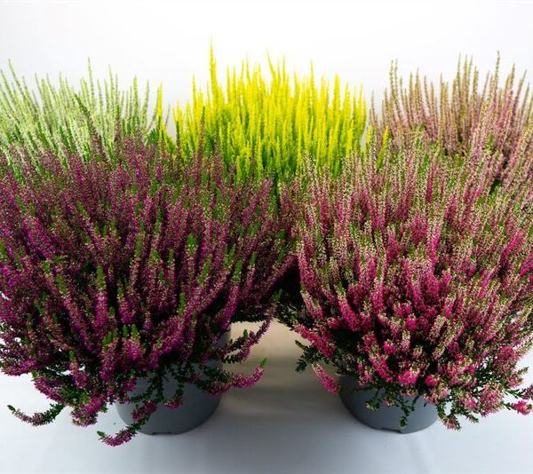 Calluna vulgaris 'Beauty Ladies' P23