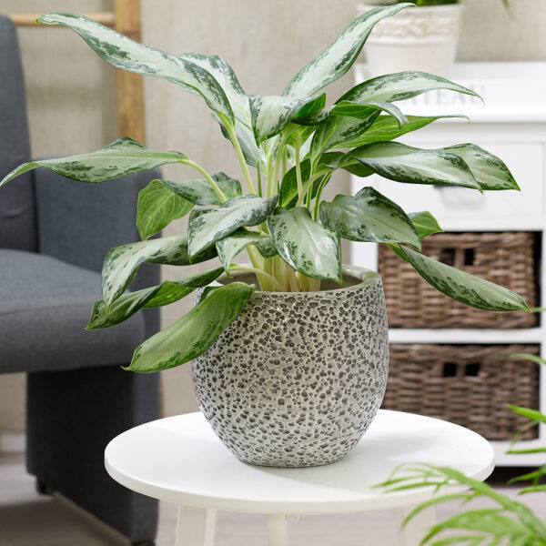 Aglaonema comutatum