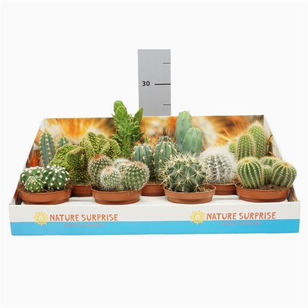 Kaktus HR - Cactus Display