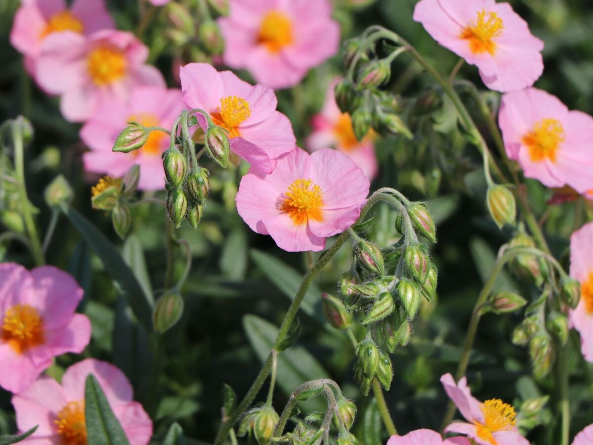 Helianthemum nummularium 'Lawrenson´ s Pink' - Image 1