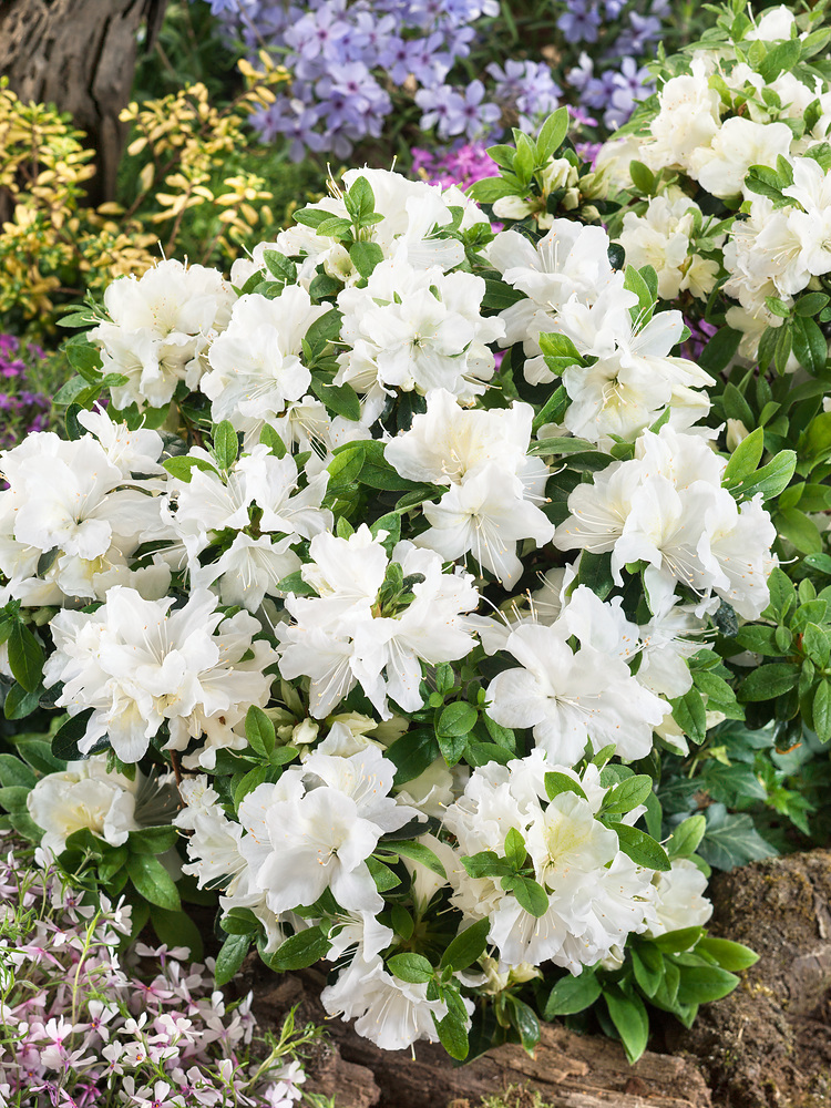 Azalea japonica 'Pleasant White' - N0203636 80