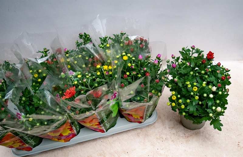 Chrysanthemum indicum 'Rock´n Roll' - e55a27ec e84b 4b88 b7b3 cd63df93fb9e