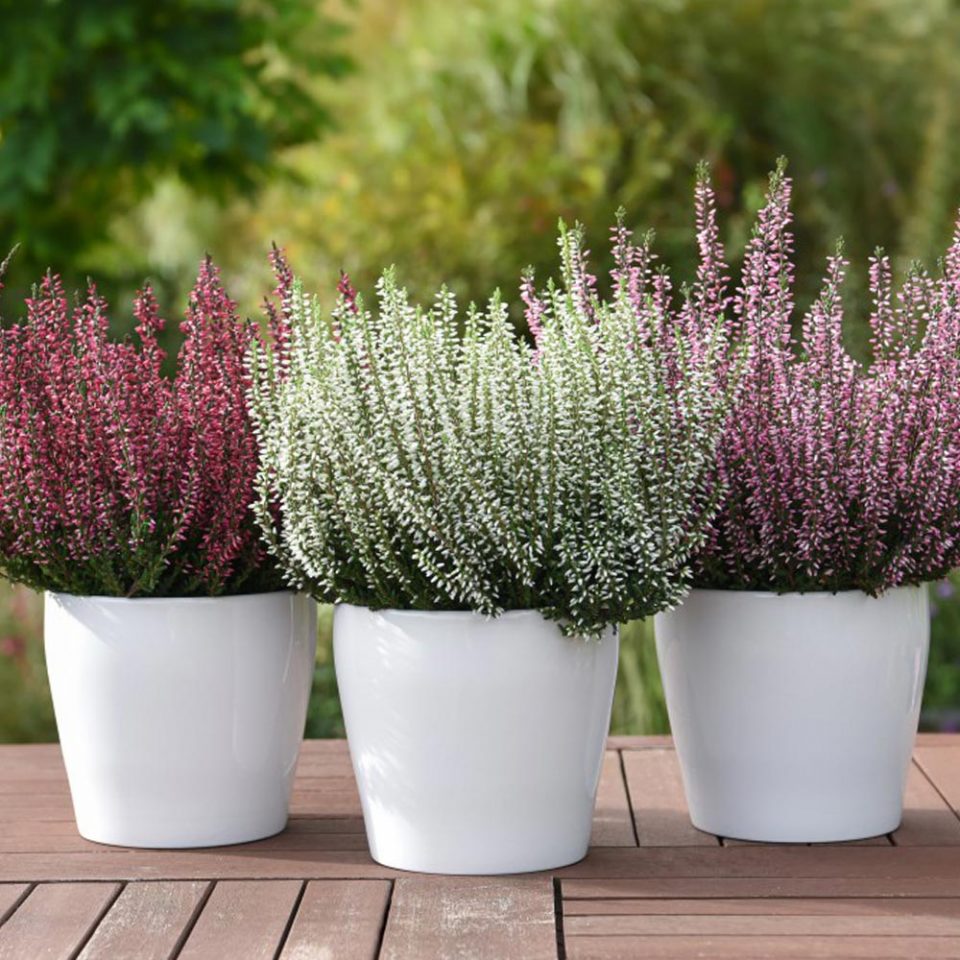 Vresak Calluna vulgaris 'Garden Girls'® - Zahradní centrum