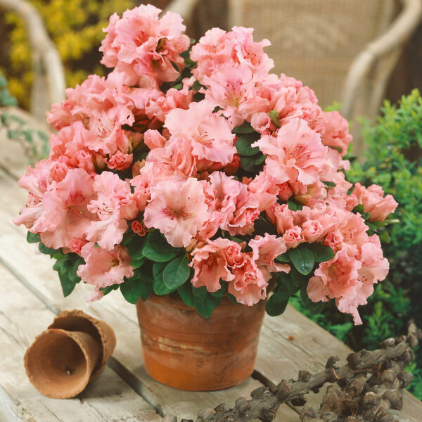 Rhododendron simsii 'Hortinno Christine Matton'