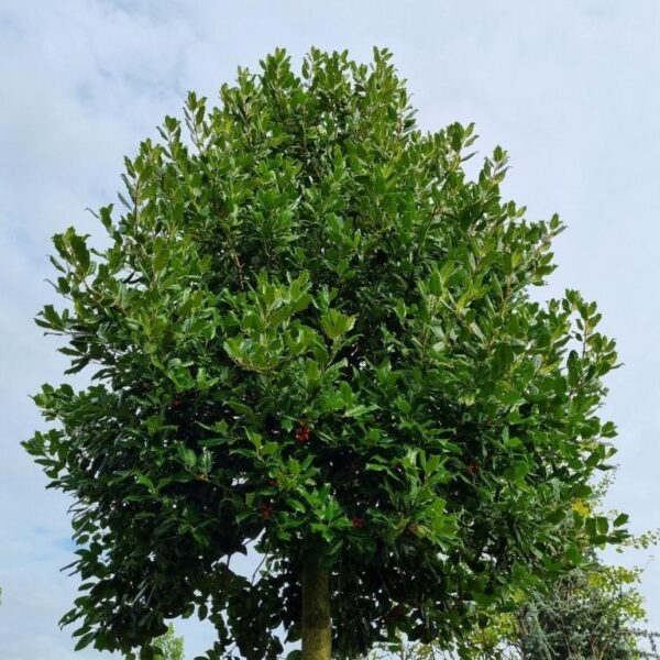 Ilex 'Nellie R. Stevens'