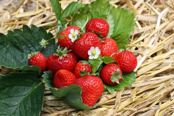 Jak správně pěstovat a sklízet stáleplodící jahody?