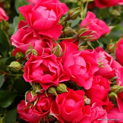 ROSA KORDES, Pink Forest Rose® - pink forest rose 03 1920x1920