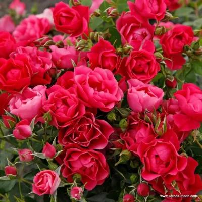 ROSA KORDES, Pink Forest Rose® - pink forest rose 04 1920x1920