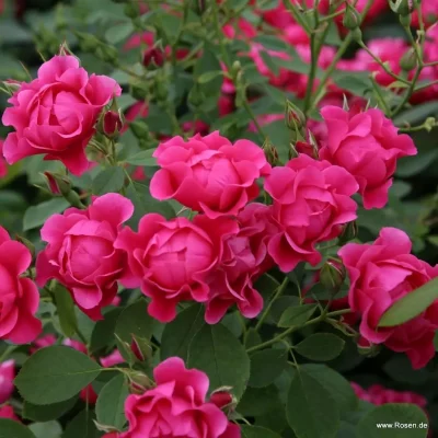 ROSA KORDES, Pink Forest Rose® - pink forest rose 05 1920x1920