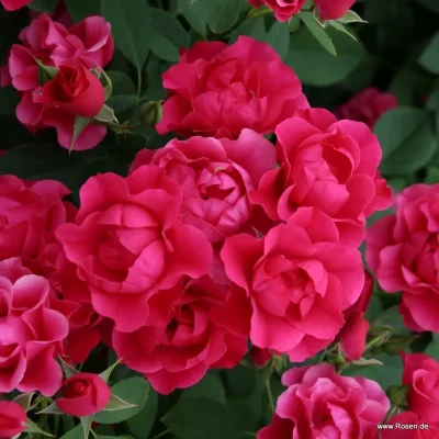 ROSA KORDES, Pink Forest Rose® - pink forest rose 06 1920x1920