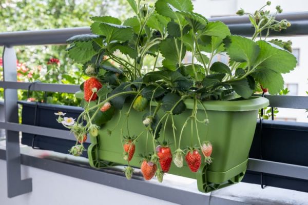 Pro pěstování drobného ovoce vám bude stačit i balkon