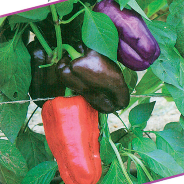 Paprika F1 - Fortuna F1 15-20 semen