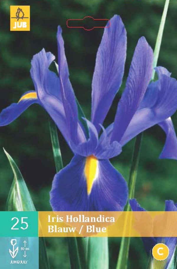 Kosatec HOLLANDICA BLUE (25 cibulí) "B" - 0e33f17c f03d 4718 8615 16ecca4ba498