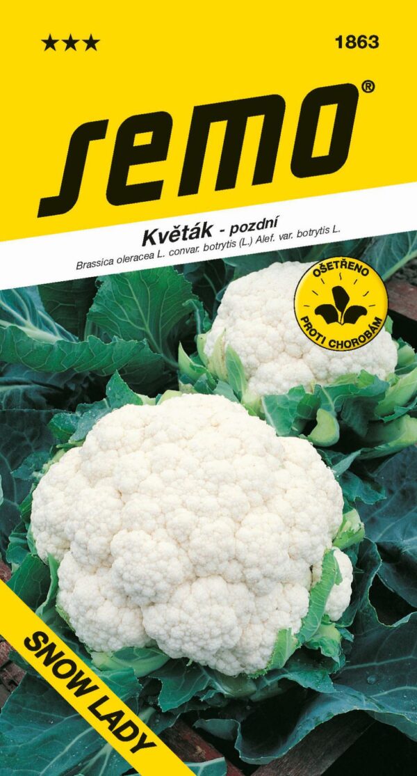 Květák letní - podzimní - Snow Lady 50s - 0f75ada6 ed2c 48c2 b871 2f6bbafdfdc4