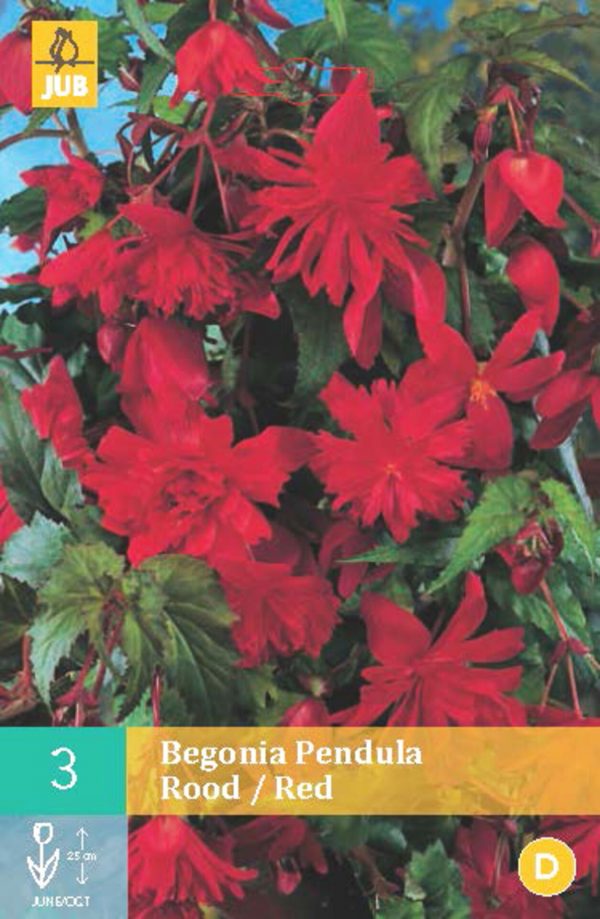 Begónie PENDULA RED (3 cibule) "C" - 15f08bb6 95bd 4a42 810d 7f6bd8062ea2