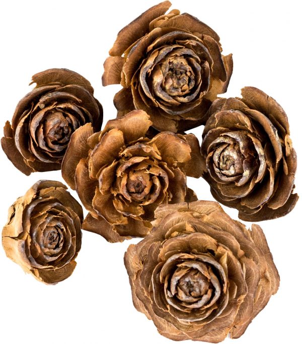 Dekorace - Cedar rose 3-5 cm 6 ks - 1a2e408c afd2 4d02 8a68 ad6b79f07229