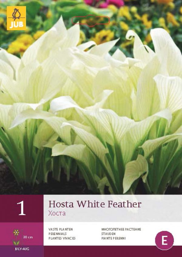 Bohyška/Hosta WHITE FEATHER (1 hlíza) "C" - 1e39dcce 9208 4408 a92b efc2c9e426ef