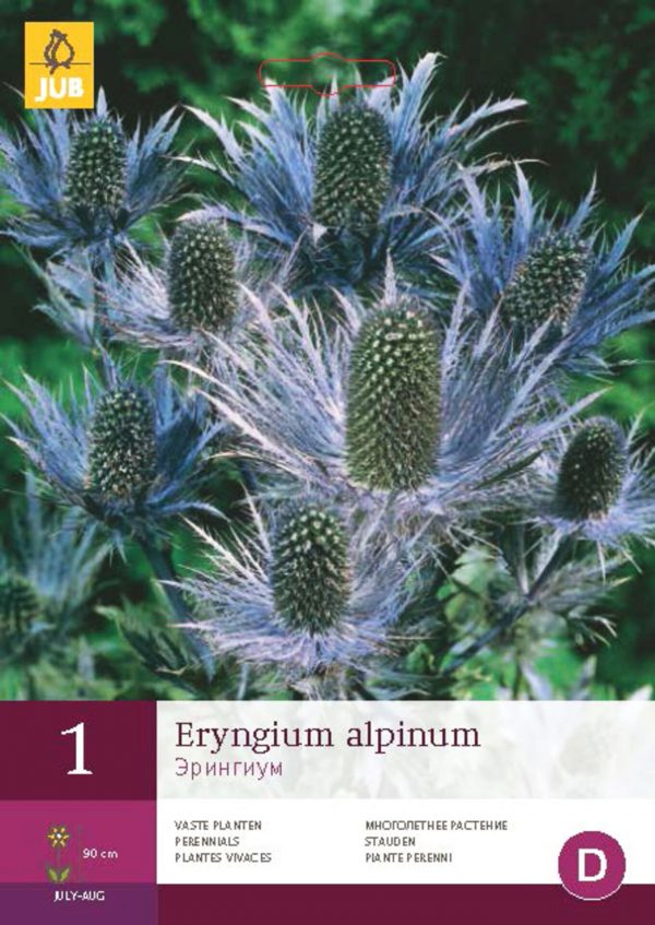 Eryngium ALPINUM (1 hlíza) "C" - 2a579080 9e0e 40e0 b63a 24512bccb784