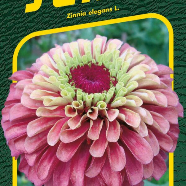 Ostálka lepá - Queen Lime Red 15s