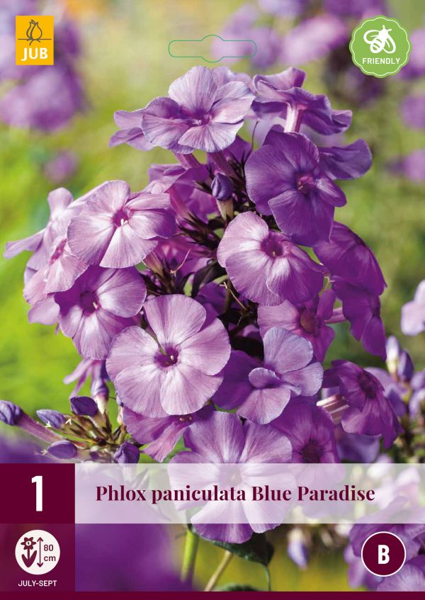 Plamenka PANICUL. BLUE PARADISE (1 hlíza) "B" - 2dc6c705 6098 4c1d afdf 2093a3ea359c