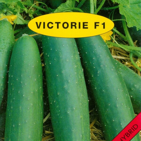 Okurka salát. Holman - Viktorie F1 1,5 g