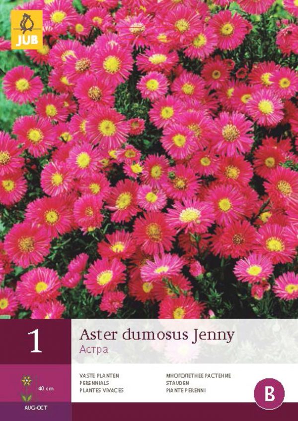 Astra DUMOSUS JENNY (1 hlíza) "B" - 321f996a ba11 4424 b93d dacf59099abd