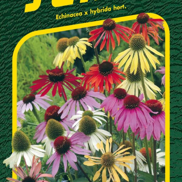 Třapatka nachová - Paradiso 12s
