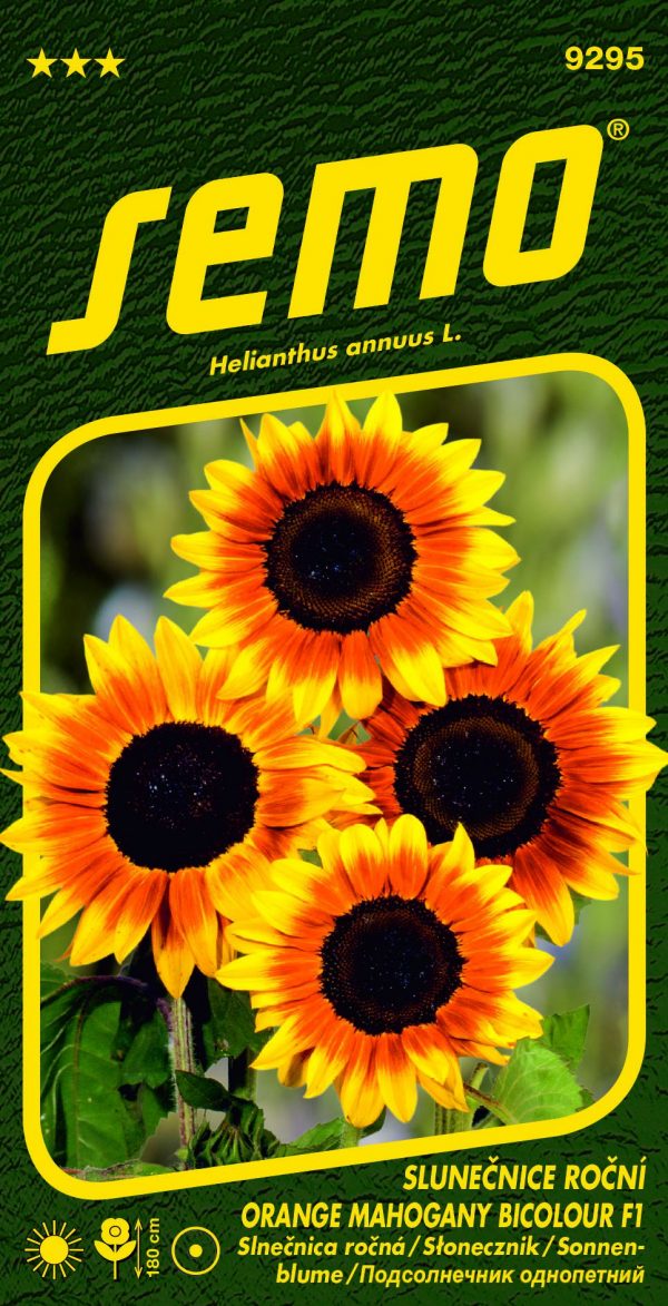 Slunečnice Orange Mahogany Bicolour F1 - roční 8s - 39ff703f 6fb2 4d7f 8b63 2c2aeb2291b9