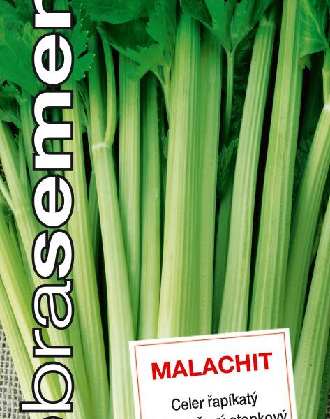Dobrá semena Celer řapíkatý - Malachit 0,25g