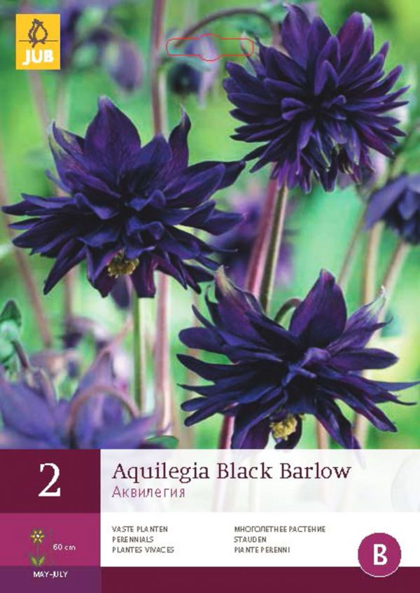 Orlíček BLACK BARLOW (2 hlíza) "B" - 494905d5 2af3 463e b32d 6e4707bd83e4