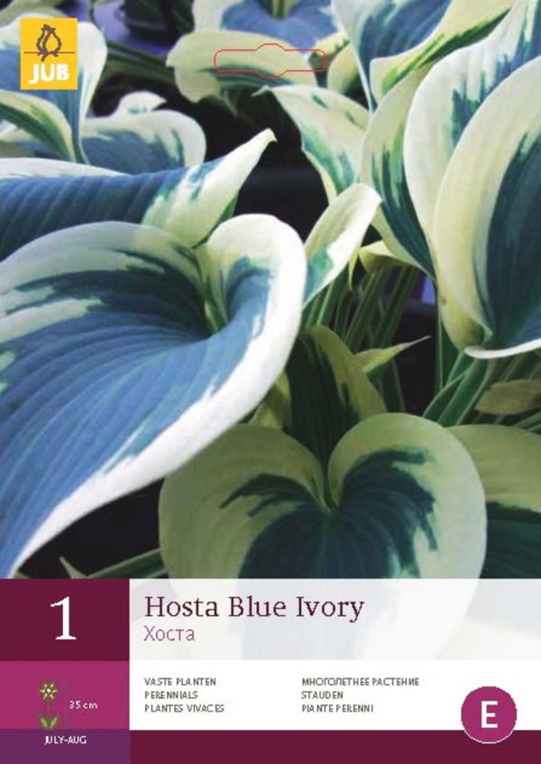 Bohyška/Hosta BLUE IVORY (1 hlíza) "C" - 5230cffd 6a56 4053 b90b c68bdc0aeff5