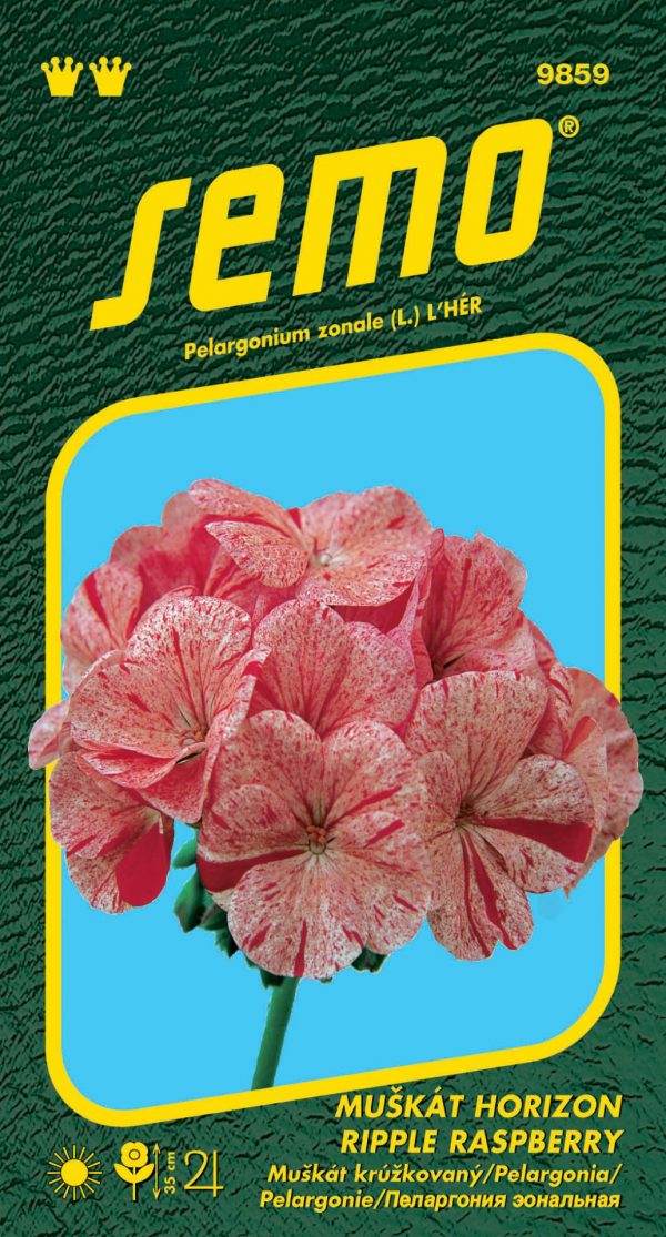 Muškát / Pelargonie Horizon Ripple Raspberry - páskatý 11s - 5bfde15c a585 4289 8615 9c5f5c90cb36