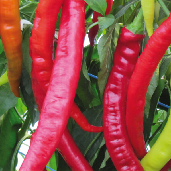 Paprika beranní roh - Paprsek 15-20 semen