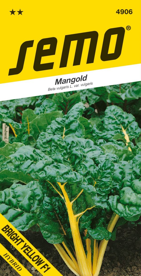 Mangold Bright Yellow F1 - zelený list, žlutý řapík 3g - 7c4b0b39 ceb4 4de3 a863 71259d4d39b2