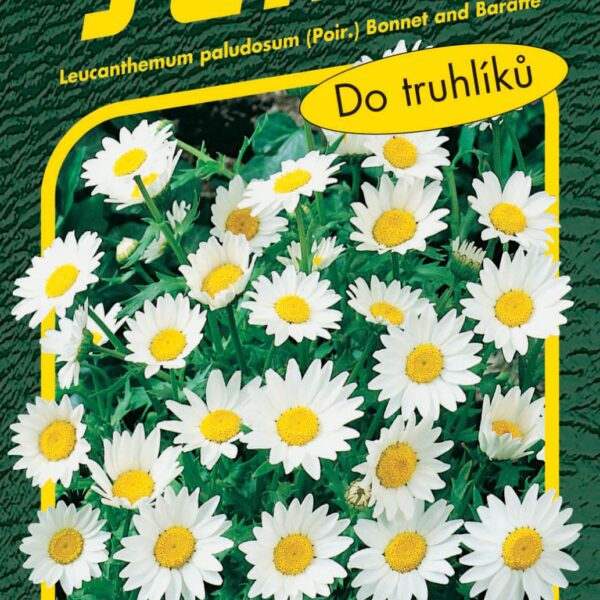 Kopretina balkonová - Sněhurka 0,3g