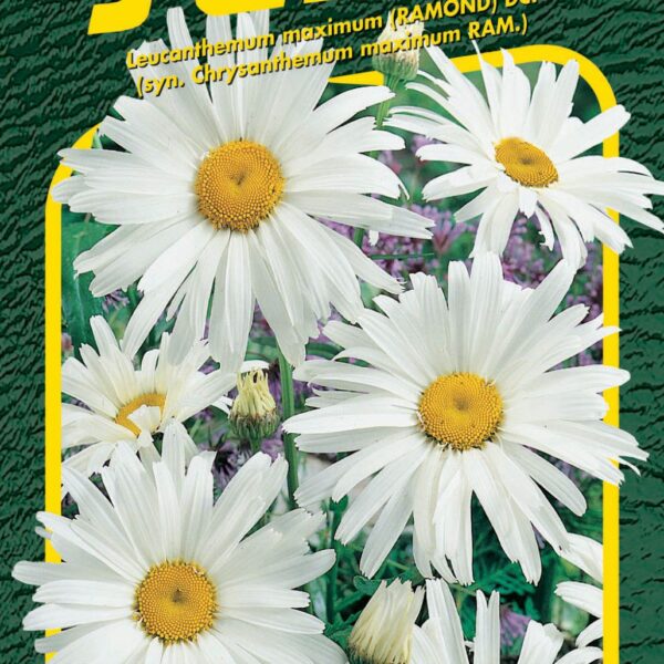 Kopretina bílá - Shasta Daisy 0,8g