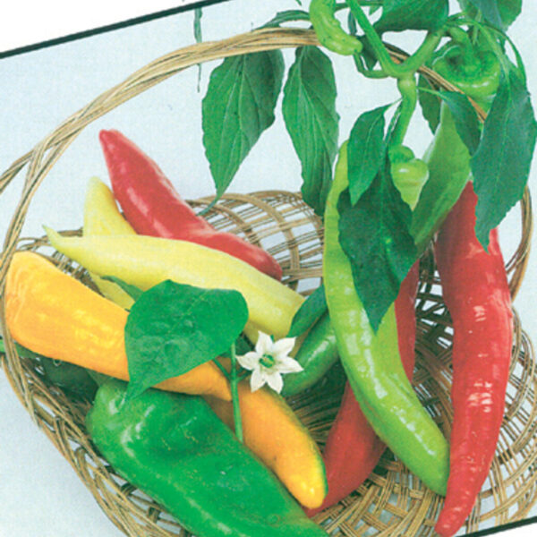 Paprika kozí roh - Julus 15-20 semen