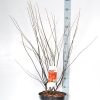 Amelanchier lamarckii - Kontejner 12L, v. 100-150 cm - VÍCEKMEN
