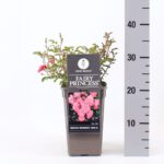 Rosa 'Fairy Princess'® - Image 2