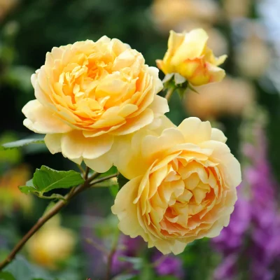 ROSA 'David Austin'® 'Golden Celebration'® - Golden Celebration 2