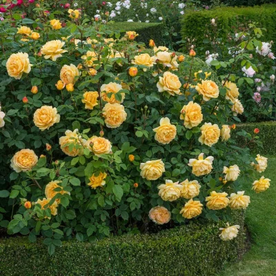 ROSA 'David Austin'® 'Golden Celebration'® - Golden Celebration 8