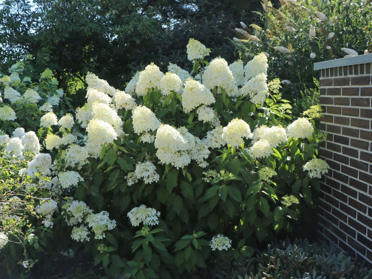 Hydrangea paniculata 'Phantom' - Image 3