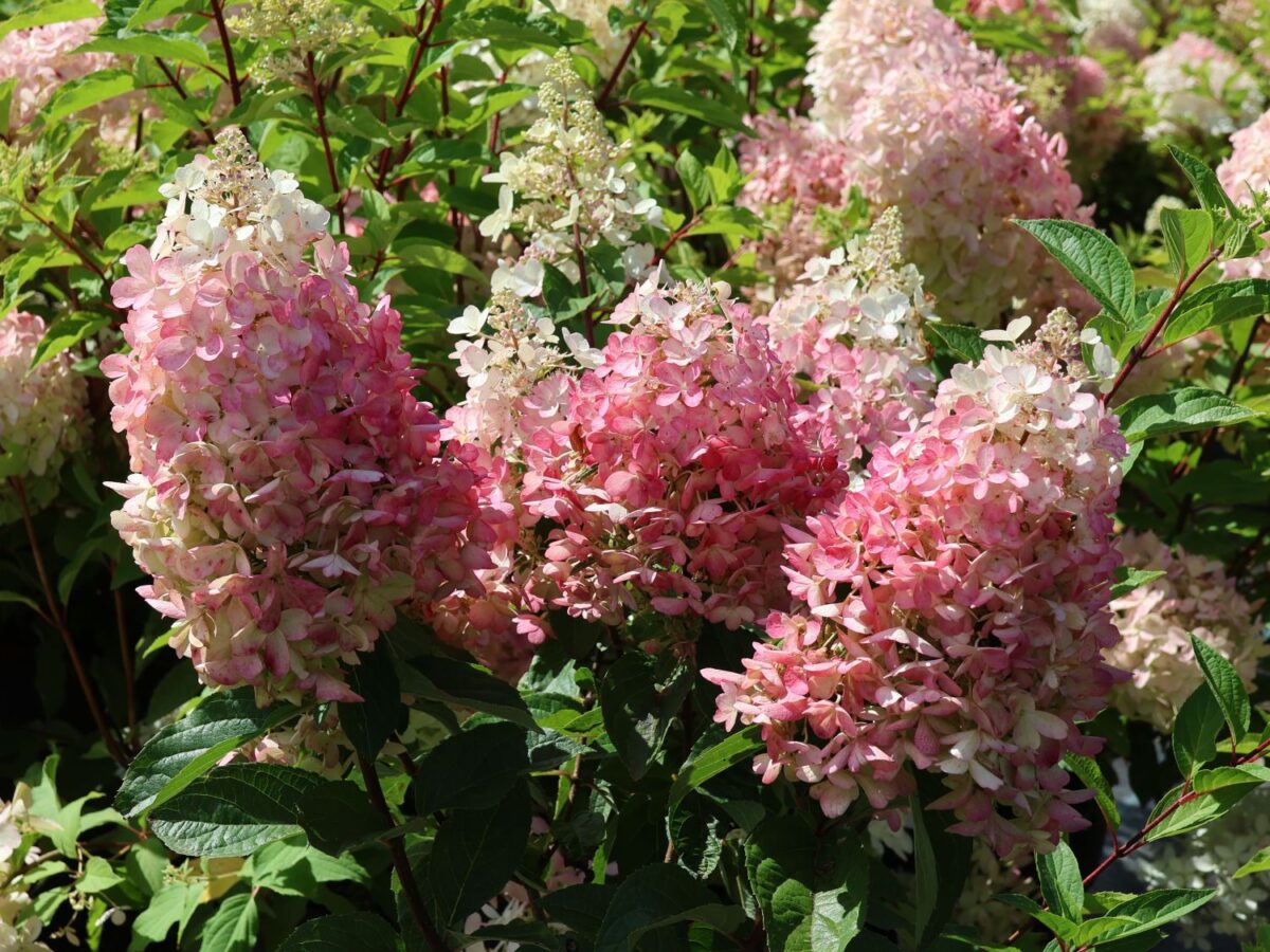 Hydrangea paniculata 'Phantom' - Image 2