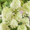 Hydrangea paniculata 'Phantom' - C7,5L-KM 100-stromková