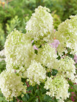 Hydrangea paniculata 'Phantom'