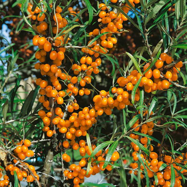 Hippophae rhamnoides 'Botanika' (samičí)