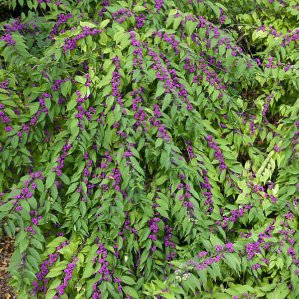 Callicarpa dichotoma 'Issai'®